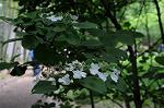 Dcim6855/DSC_7061