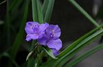Dcim6856/DSC_7184