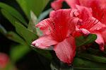 Dcim6858/DSC_1426
