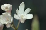 Dcim6858/DSC_1475