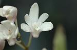 Dcim6858/DSC_1476