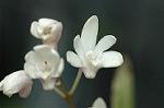 Dcim6858/DSC_1482