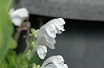 Dcim6858/DSC_1498