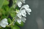 Dcim6858/DSC_1500
