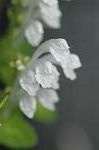 Dcim6858/DSC_1504