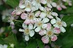 Dcim6859/DSC_1574