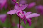 Dcim6859/DSC_1601