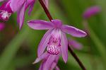 Dcim6859/DSC_1603