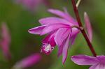 Dcim6859/DSC_1604