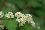 Dcim6859/DSC_1619