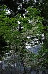 Dcim6861/DSC_7277