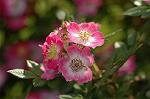 Dcim6869/DSC_1912