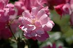 Dcim6869/DSC_1934