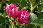 Dcim6869/DSC_1940