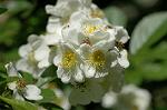 Dcim6869/DSC_1987