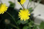 Dcim6872/DSC_2184