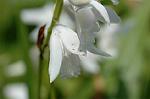 Dcim6872/DSC_2213