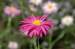 Dcim6873/DSC_2277
