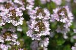 Dcim6873/DSC_2284