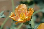 Dcim6873/DSC_2300
