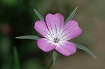 Dcim6873/DSC_2323