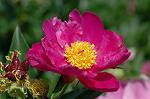 Dcim6873/DSC_2334