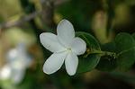Dcim6873/DSC_2397