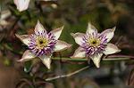 Dcim6874/DSC_8170