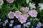 Dcim6891/DSC_0204