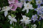 Dcim6891/DSC_0207