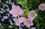 Dcim6891/DSC_0212