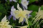 Dcim6891/DSC_0216