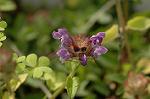 Dcim6904/DSC_2984