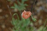 Dcim6904/DSC_3008