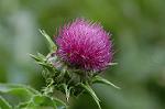 Dcim6904/DSC_3022