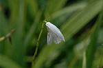 Dcim6904/DSC_3037