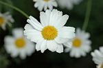Dcim6904/DSC_3086