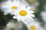 Dcim6904/DSC_3087