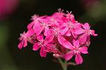 Dcim6905/DSC_3140