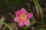 Dcim6905/DSC_3177