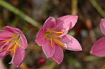 Dcim6905/DSC_3178
