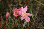 Dcim6905/DSC_3183