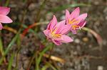 Dcim6905/DSC_3184