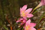 Dcim6905/DSC_3186
