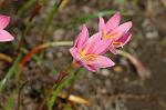 Dcim6905/DSC_3188