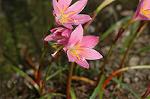 Dcim6905/DSC_3190