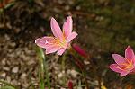 Dcim6905/DSC_3192