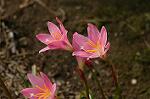 Dcim6905/DSC_3195