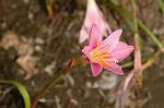Dcim6905/DSC_3199