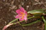 Dcim6905/DSC_3203